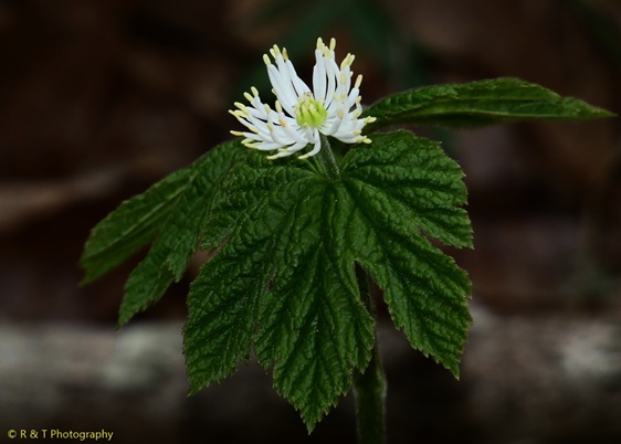 {Hydrastis canadensis}